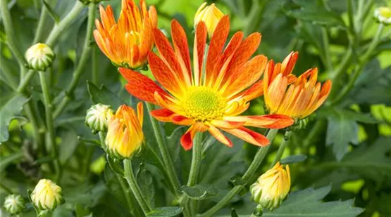 Chrysanthemum (GS529536.jpg)