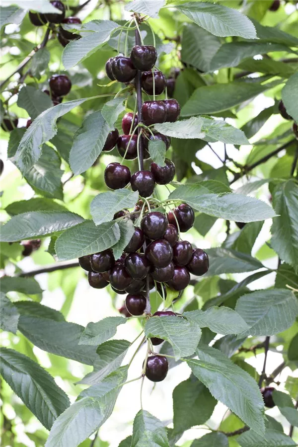 Prunus avium 'Regina', Süßkirsche 'Regina' - Baumschule Fels